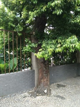 靈芝樹(shù)