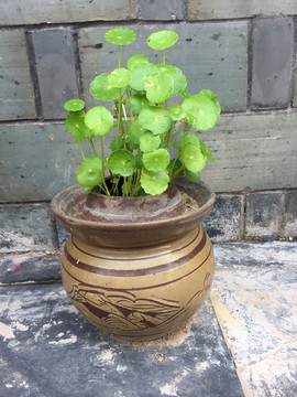 植物