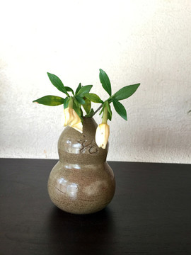 植物