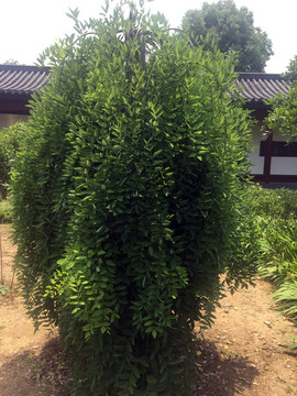 樹(shù)