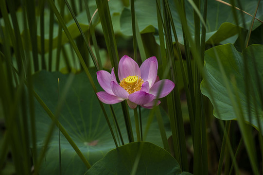 荷花綻放