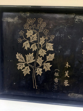 木芙蓉