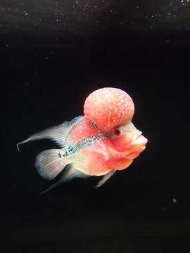 羅漢魚(yú)