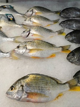 魚