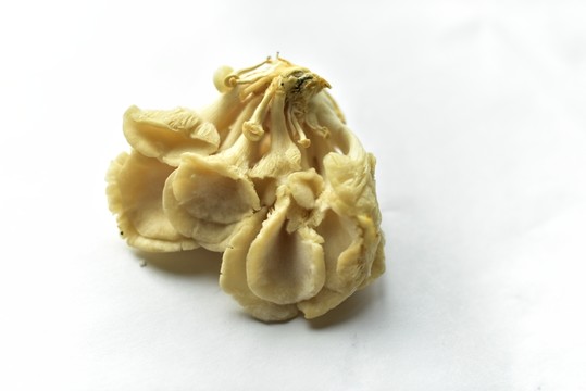 蘑菇