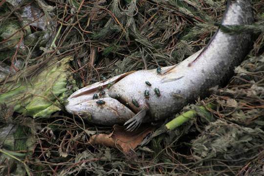 死魚(yú)