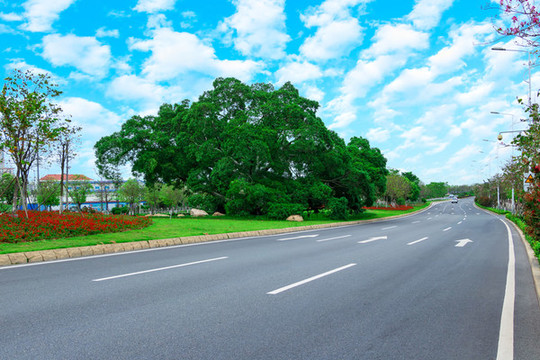 公路邊大樹