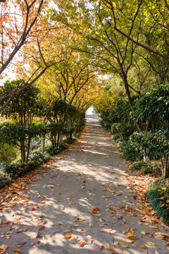 秋天公園景觀