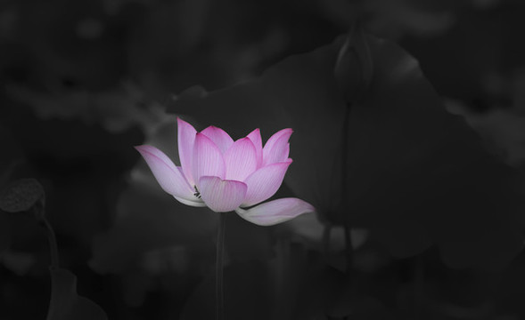 荷花