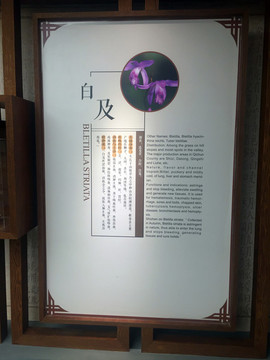 白芨藥材
