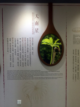 天南星藥材