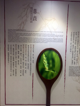 薏米藥材