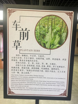 車前草中草藥