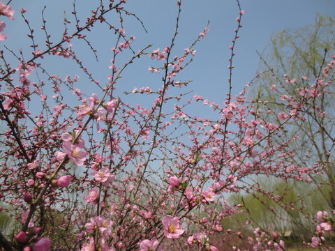 桃花