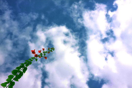 绿植红花与天空云彩