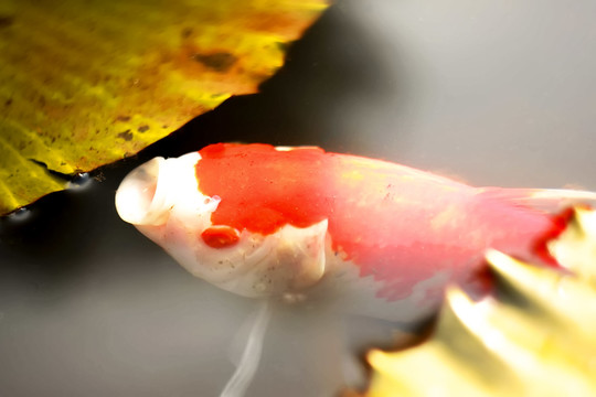 錦鯉魚(yú)特寫(xiě)