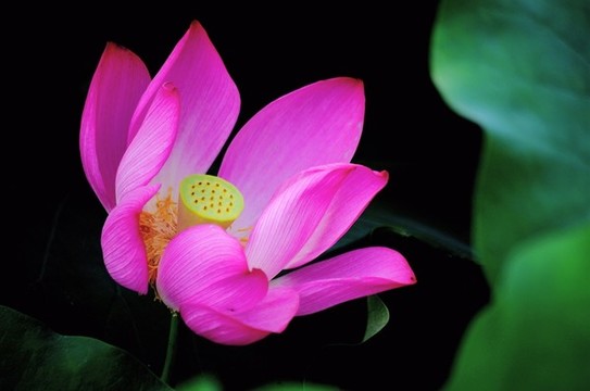 荷花