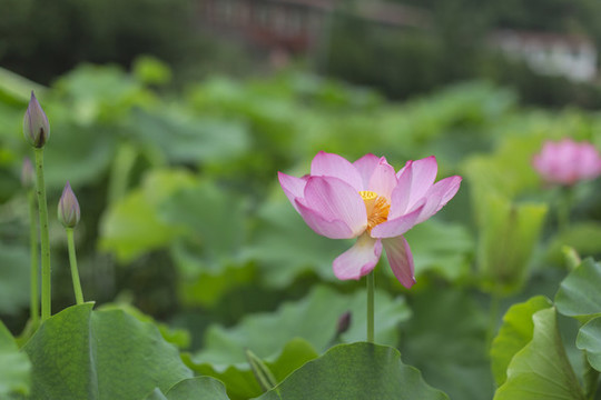荷花