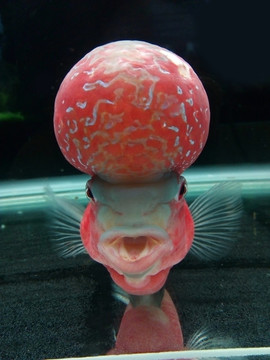 羅漢魚