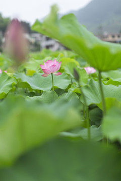 荷花