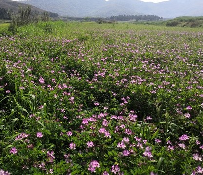 花園