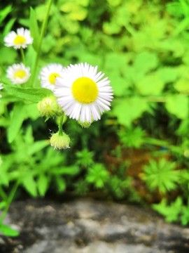 植物