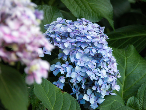 繡球花
