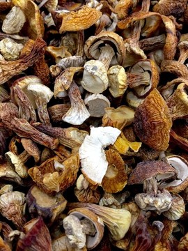 香菇