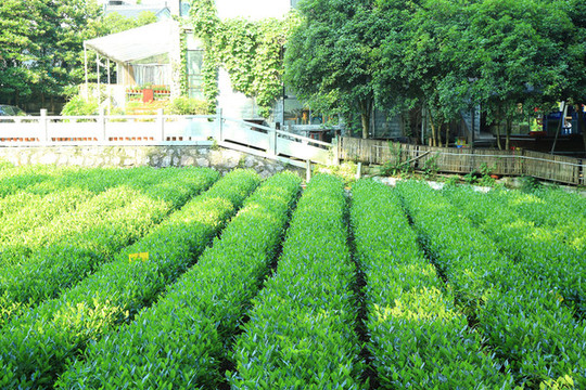 西湖龍井茶園