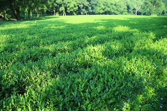 西湖龍井茶園