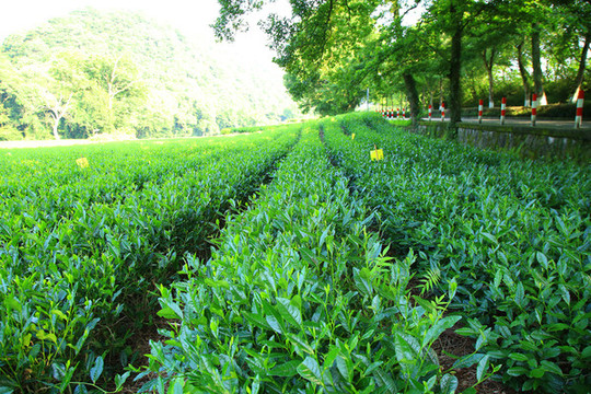 西湖龍井茶園