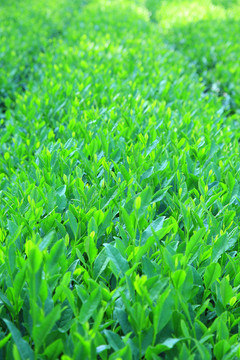西湖龍井茶園