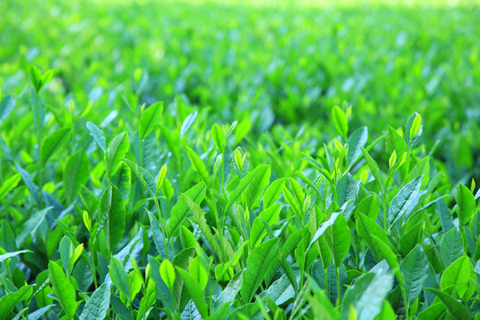 西湖龍井茶園