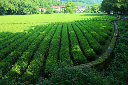 西湖龍井茶園