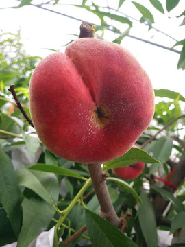 紅蟠桃