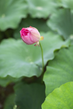 荷花