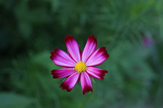 鬼針草花