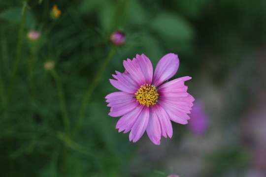 鬼針草花