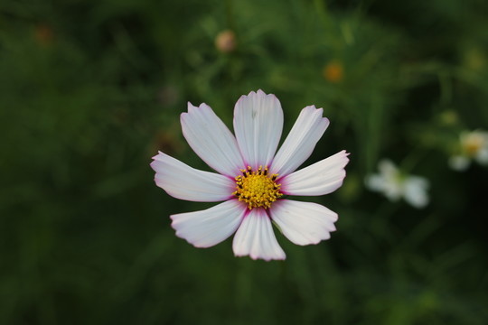 鬼針草花