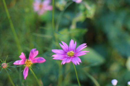 鬼針草花