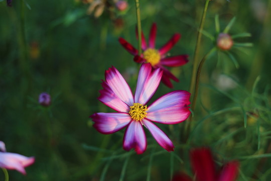 鬼針草花