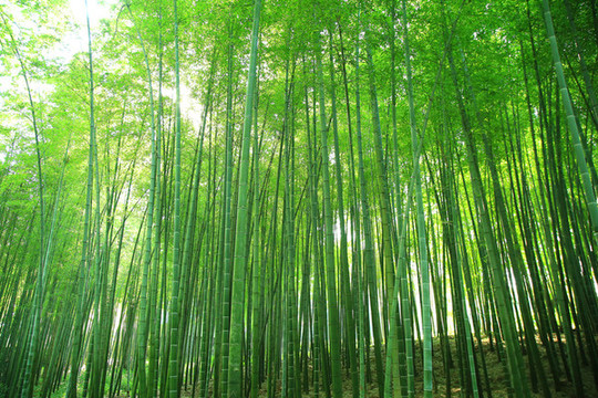 竹林