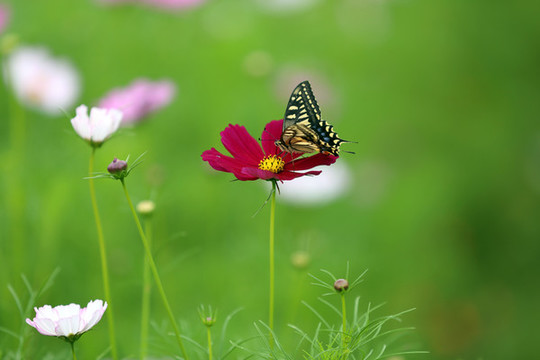 蝴蝶采蜜