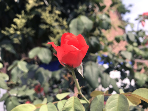 月季花