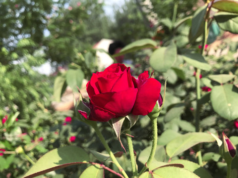 月季花