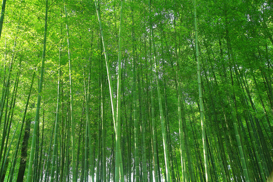 竹林