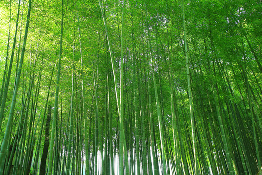 竹林