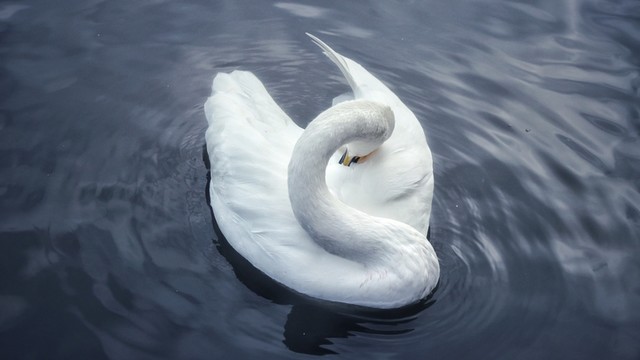 天鵝