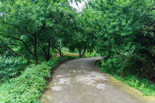 李子園公路