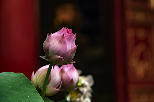 廣仁寺蓮花